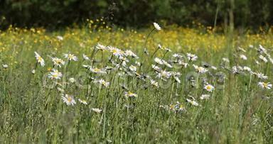 春风拂面草地上的白色玛格丽特或雏菊花